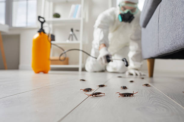 Post-Treatment Bed Bug Interceptor Monitoring in Conway